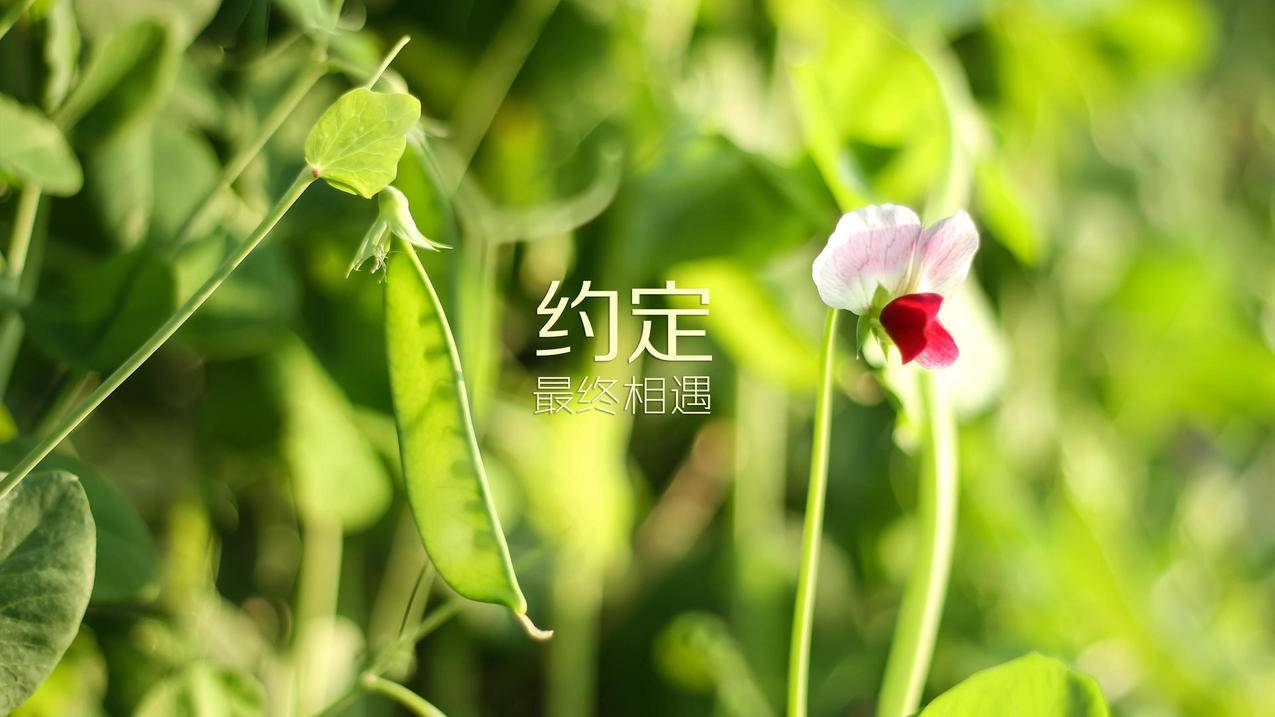 网红商城